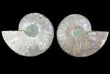Cut & Polished Ammonite Fossil - Agatized #103085-1